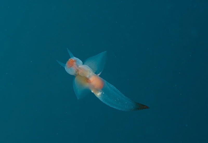 Plankton (Bild von Marion Haarsma)